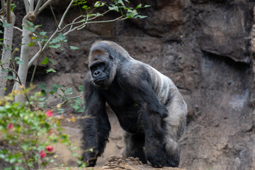 Fototapeta premium Gorilla, large primarily herbivorous great apes live in tropical forests of equatorial Africa, to see in zoo, walking and sitting alone, close up