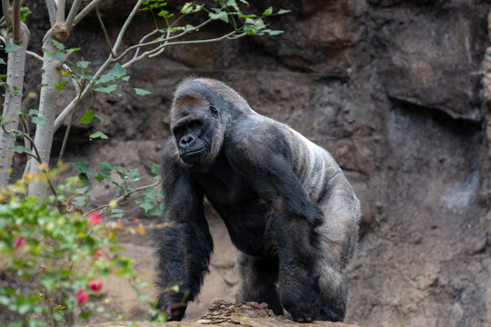 Gorilla, large primarily herbivorous great apes live in tropical forests of equatorial Africa, to see in zoo, walking and sitting alone, close up