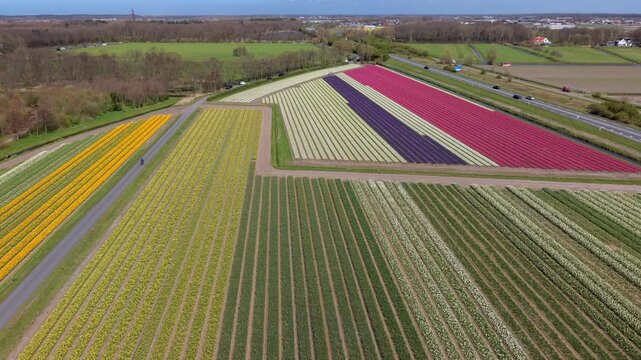 Aerial view of colorful flower fields in long parallel rows with a cyclist on a road, nearby traffic, green areas, and distant buildings under clear daylight in the Netherlands.