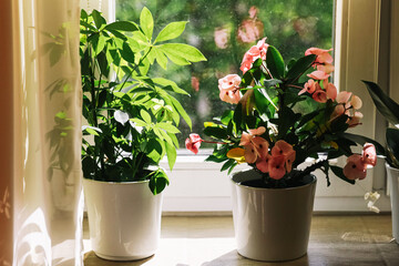 Fototapeta premium Potted houseplants on sunny windowsill. Indoor gardening and home decoration. Green foliage and flowering plant growing in natural light. Cozy living space with healthy plants