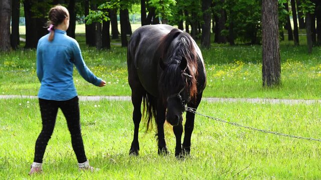 Teen girl feeding a black horse in a summer city park.