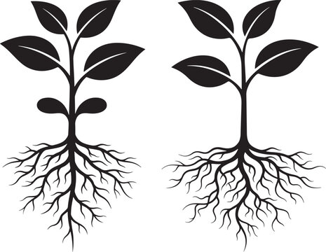 Set of two young growing plants with roots visible root system seedling gardening cultivation agriculture environment botanical development illustration silhouette isolated plantlet
