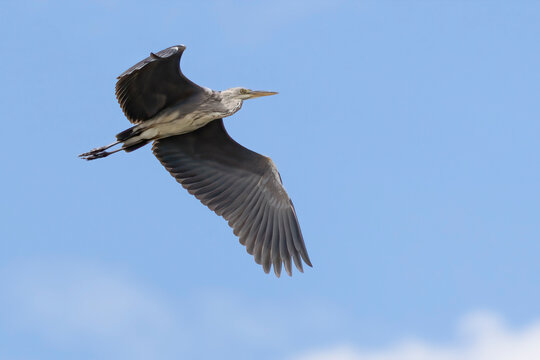 Grey heron