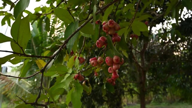 Fruit branches sway near Tubkaek Beach garden