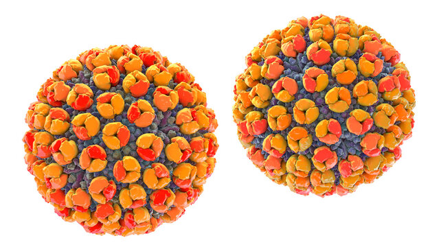 Banna virus particle, 3D illustration showing icosahedral double-stranded RNA arbovirus with segmented genome, associated with mosquito-borne febrile illness.