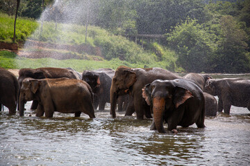 Herd of Asian elephants bathing in a river at an elephant sanctuary in Sri Lanka © Marilin