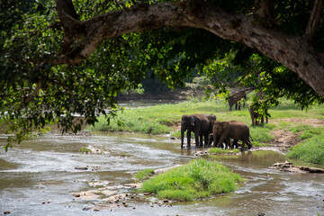 Elephant family by a river surrounded by lush tropical vegetation © Marilin