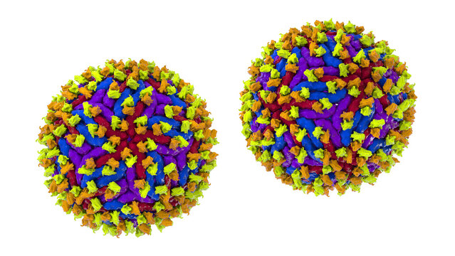 Dengue virus bound with neutralizing human antibodies, 3D illustration showing flavivirus particles coated by immunoglobulins, illustrating antiviral immune response.