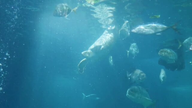 Sea Turtle Swimming Underwater Among Tropical Fish