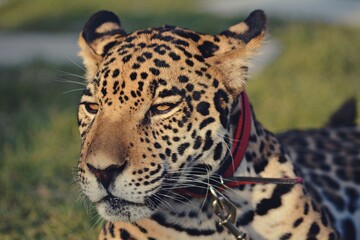 daytime close up portrait of a leopard © Syed Hunain RIaz