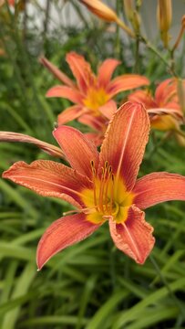 beautiful blooming orange day lilly flowers hemerocallis on green garden background