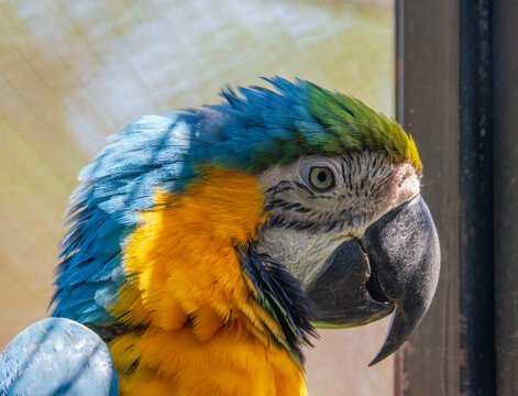 Vibrant parrot headshot with blue feathers and yellow plumage, detailed beak and eye, shallow depth of field.