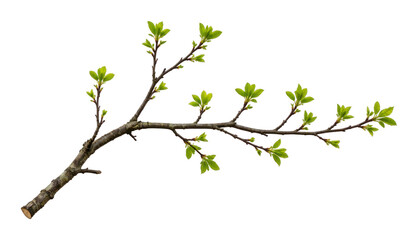 Fototapeta premium PNG Fresh green branch isolated background.
