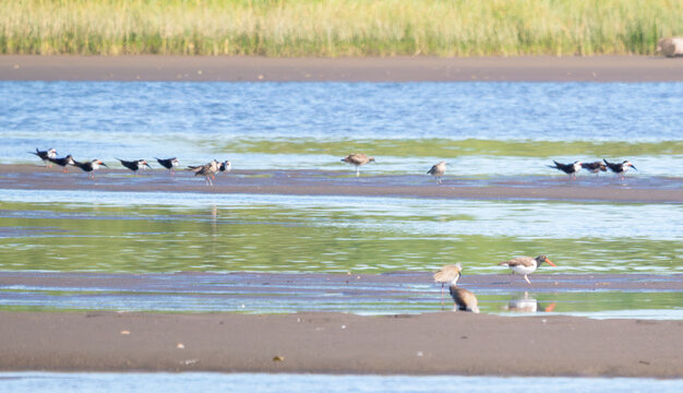 Group of Birds in a Wetland Natural Habitat