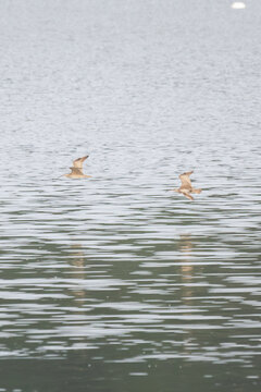 Pair of Curlews Flying Over a Wetland in Natural Habitat