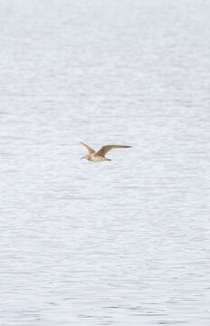 Curlew Flying Over Wetland with Natural Marsh Habitat