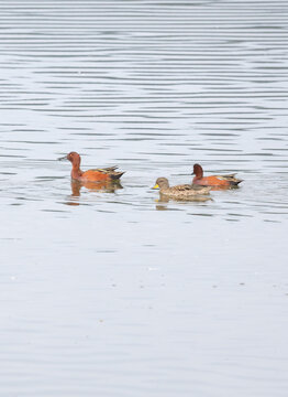 Three Ducks Swimming in Wetland with Colorful Plumage and Natural Habitat