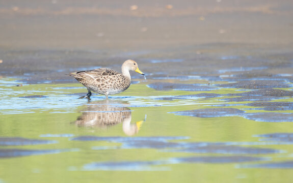 Duck Walking Through a Wetland with Reflection on Calm Water