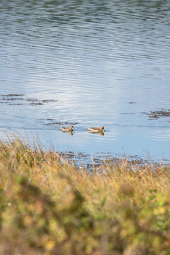 Pair of Ducks Swimming in a Wetland Habitat