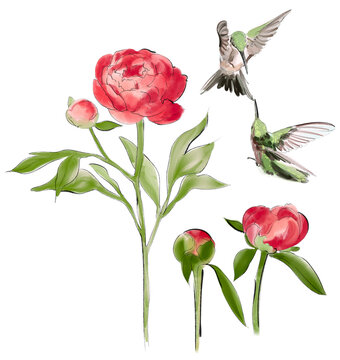 Elegant crimson blooming peonies with flying hummingbird isolated elements for graphic design