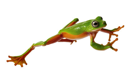 Fototapeta premium Vibrant green tree frog with orange belly, isolated on transparent background