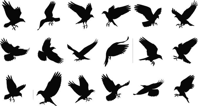 Flying Crow and Raven Silhouette Set Featuring Black Bird Vectors in Flight and Landing Poses Isolated on White Background f