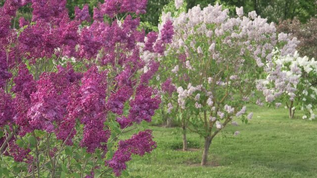 Rich purple Syringa vulgaris 'Znamya Lenina' blossoms flourish among pastel lilac cultivars in Peteris Upitis Lilac Garden, Dobele, Latvia. Ideal for horticulture, springtime, and botanical themes. 