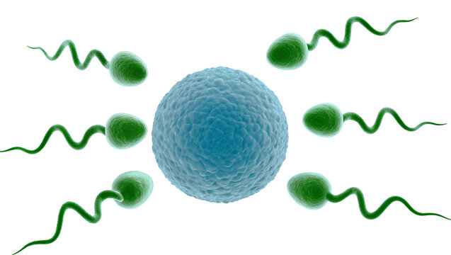 Green sperm cells swimming towards blue ovum, isolated on transparent background