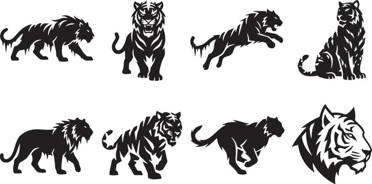 Fierce aggressive tigers running roaring and pouncing
