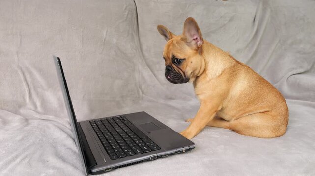 Tired puppy sits beside laptop, showing signs of fatigue and productivity loss. With weary gaze, it stares into distance, then, needing rest and rejuvenation, pup takes break, seeking relief