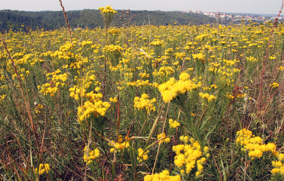 A plant from the aster family Goldilocks aster (Galatella linosyris) grows in nature
