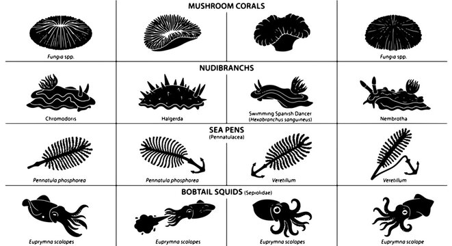 Marine Life Illustration Set: Mushroom Corals, Nudibranchs, Sea Pens, and Cephalopods, Scientific Classification Vector Graphics