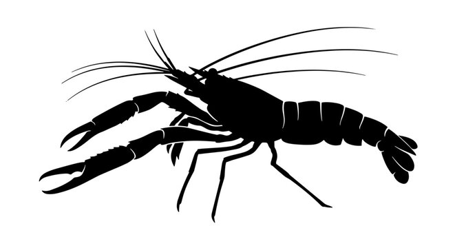 Black Silhouette of a Freshwater Prawn, Aquatic Crustacean Vector Illustration, Marine Life Icon for Seafood and Oceanography