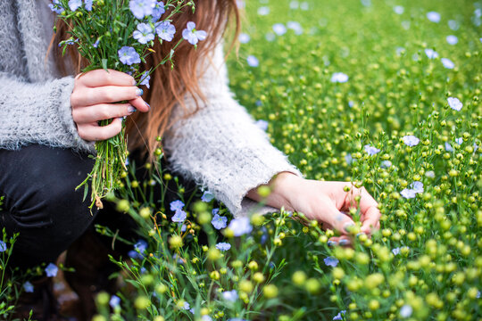 Woman harvesting blue flax flowers