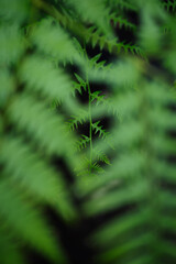 Candid cinematic fern leaves backdrop background textured image bokeh copy space © Stock fresh 