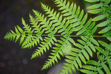 Candid cinematic fern leaves backdrop background textured image bokeh copy space © Stock fresh 