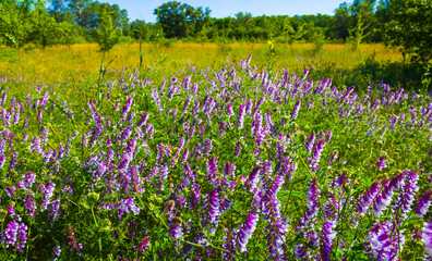 summer forest glade  covered by wild flowers © Yuriy Kulik