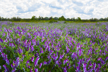 summer forest glade  covered by wild flowers © Yuriy Kulik
