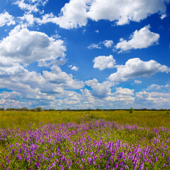 summer forest glade  covered by wild flowers © Yuriy Kulik