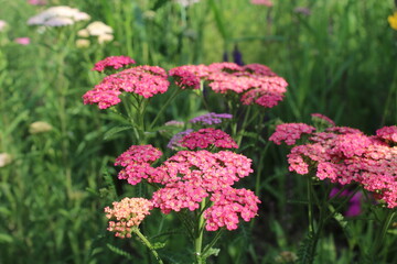 Obraz premium colorful flowers of yarrow herb, natural floral background of wildflowers