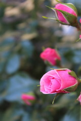 Fototapeta premium pink rose bud on a blurred background
