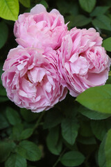 Obraz premium pink rose flower, pink rose in garden