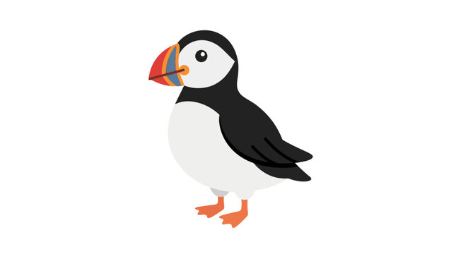 Atlantic puffin sea bird standing on white background.
