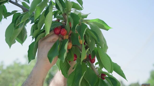 Hand reaching to pick fresh red cherries from tree branch in outdoor orchard setting. Natural harvest action with ripe fruit among green foliage. For agricultural and farm-to-table content.
