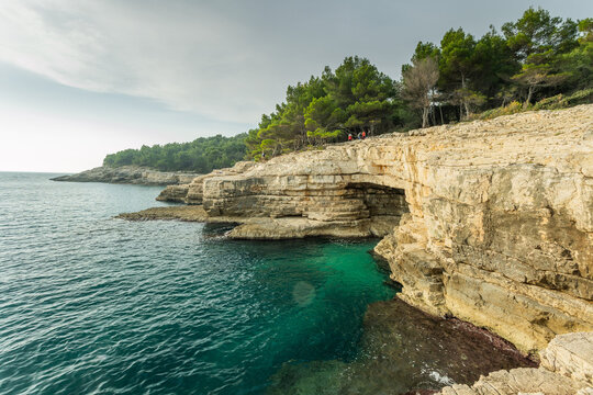 Dramatic rocky coastline with lush green pine trees lining the cliffs above the clear azure Adriatic Sea in Uvala Muzilj, showing rugged beauty. Pula, Croatia.