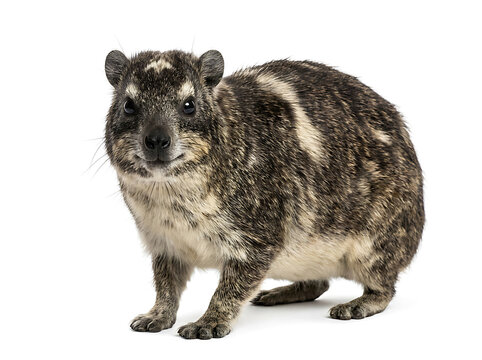 Curious rock hyrax standing still while looking directly at the camera against a clean white background