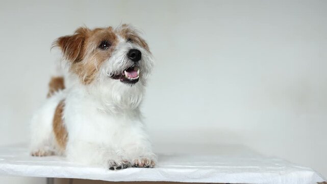 Happy Jack Russell Terrier lies calmly on veterinary exam table. Dog wags tail and feels relaxed in new environment. Confident friendly pet during checkup.