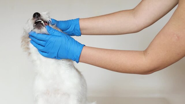 Veterinarian examines teeth of nervous Jack Russell Terrier in clinic. Close up shows plaque and tartar buildup on canine teeth. Doctor in blue gloves performs dental checkup. Dog resists 