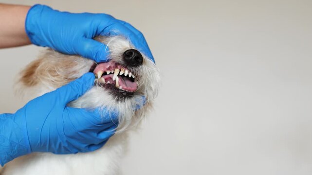 Veterinarian examines teeth of nervous Jack Russell Terrier in clinic. Close up shows plaque and tartar buildup on canine teeth. Doctor in blue gloves performs dental checkup.