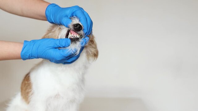 Veterinarian examines teeth of nervous Jack Russell Terrier in clinic. Close up shows plaque and tartar buildup on canine teeth. Doctor in blue gloves performs dental checkup.
